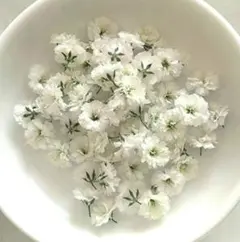 No,422☘️かすみ草のドライフラワー