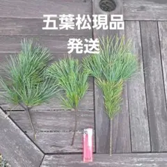 Item thumbnail for item a489c075-02e5-406b-97cb-7a7b79331e76