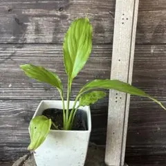 スパティフィラム ピカソ SPATHIPHYLLUM cv. `PICASSO` - メルカリ