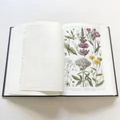 1910年 イギリスの希少な植物図鑑 FWF9 アンティーク 1910年 イギリスの希少な植物図鑑 FWF9 アンティーク - メルカリ