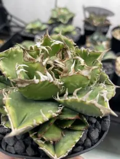 皇冠　アガベ　子株付き親株　現在植替え後発根済み アガベ 白い子株】アガベの小さくて白い子株について解説！発根方法も