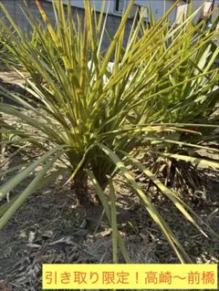 2026年最新】ニオイシュロランの人気アイテム - メルカリ