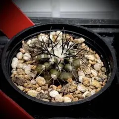 2025年最新】コピアポア 栗星玉の人気アイテム - メルカリ