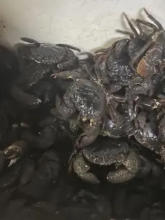 참돔게 30마리 착불