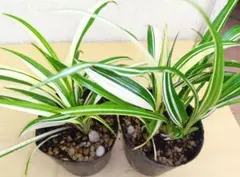 패시플로라 잡색 9.0cm2 포트