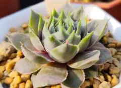 83#観葉植物アエオニウム錦❤️グリーンメデューサ❤️1大頭10cm 拔き