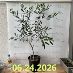 Taggascaのサムネイル