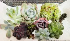 多肉植物　エケベリア　韓国苗　カット苗　寄せ植えセット　詰め合わせ　ワンコイン