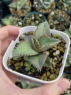 187✴コレクション株✴【7.13写真更新】アガベ オテロイ 実生 アガベ・オテロイ（実生） - 陽春園ネット通販