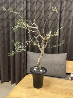 2025年最新】コミフォラ モンストローサの人気アイテム - メルカリ