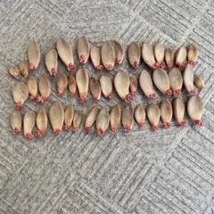 kinako様 リクエスト 2点 まとめ商品