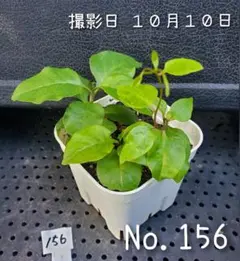 おかわかめ の 苗 です (No.132) 栽培用 苗 むかご 2026年最新】おかわかめ むかごの人気アイテム - メルカリ