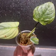 フィロデンドロン ソディロイ A