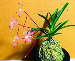 ♪余剰苗特売市♪】富貴蘭 蜜柑の花（若木） - メルカリ