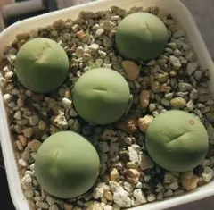 多肉植物☆実生超美苗コノフィツム☆翡翠玉calculus 1個