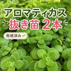 【発根済み】アロマティカス 抜き苗2本のサムネイル