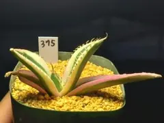 多肉植物　アガベ　チタノタ　スナグルトゥース　375のサムネイル