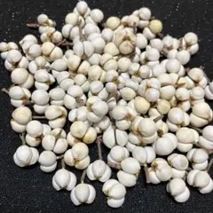 ナンキンハゼ ヘッド100個　3粒　A