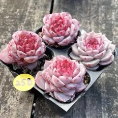 花0218　プロフィール確認必須様 リクエスト 3点 まとめ商品