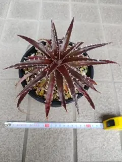 G*0様 Dyckia Lucifer Otto hybrid 子株① - メルカリ