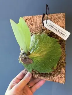 2025年最新】マダガスカリエンセの人気アイテム - メルカリ