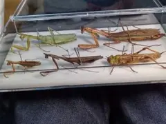 2026年最新】バッタ 標本の人気アイテム - メルカリ