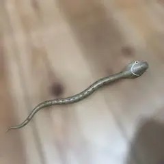 デアゴスティーニ　スーパーアニマルアンドコー　キングコブラ