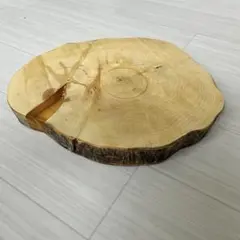 【モチノキ】輪切りのサムネイル