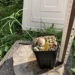 2025年最新】サイカス カイルンシアナの人気アイテム - メルカリ