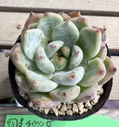 sippo☆8月は出品お休み様 リクエスト 2点 まとめ商品