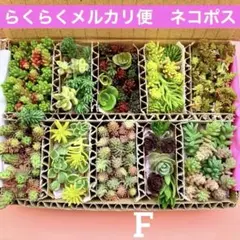 多肉植物　セダム　16種セット　カット苗　詰め合せ　寄せ植えセット　F