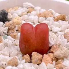 2025年最新】リトープス 抜き苗の人気アイテム - メルカリ