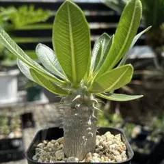 パキポディウム イノピナツム【希少・優良大株】※メルカリ便発送 パキポディウム イノピナツム【希少・優良大株】※メルカリ便発送