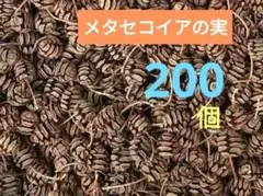 #K20 メタセコイアの実 天然素材 ドライ 木の実　200個