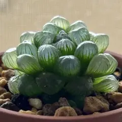 nackmelon様 リクエスト 2点 まとめ商品