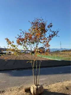 2026年最新】コハウチワカエデ 天然の人気アイテム - メルカリ