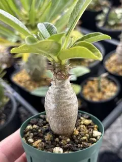 2025年最新】ウインゾリーの人気アイテム - メルカリ