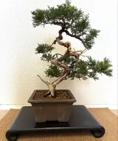 楓*ー様 [サービスオークション盆栽]真柏/小品ですが古木感有り 楓*ー様 [サービスオークション盆栽]真柏/小品ですが古木感有り