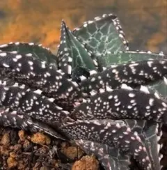 2026年最新】ロウルサンコ アロエの人気アイテム - メルカリ