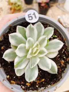 2025年最新】多肉錦の人気アイテム - メルカリ