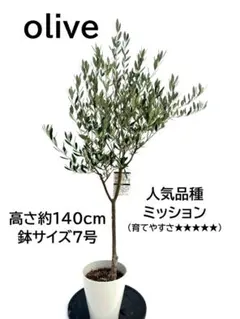2025年最新】オリーブの木 ミッションの人気アイテム - メルカリ