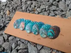 色出洗浄済あわび貝殻 6個セットC