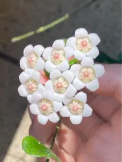 ホヤ　Hoya rotundiflora サクララン