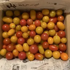 《値下げ》朝どれ　ミニトマト ９品種　③のサムネイル