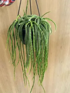 大株です！ボリュームあります！逆さポット植え。フペルジア