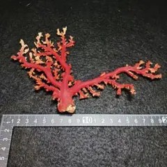 Y2678-1 国産赤珊瑚原木 血赤珊瑚 総重量28.7g 太軸 Y2678-1 国産赤珊瑚原木 血赤珊瑚 総重量28.7g 太軸 - メルカリ