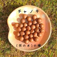 ちぇしゃマル様 リクエスト 4点 まとめ商品