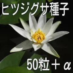 2026年最新】ヒツジグサ 苗の人気アイテム - メルカリ