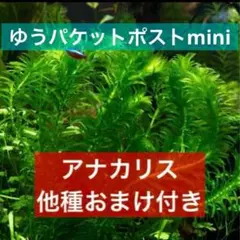 【専用ページ】天然 アナカリス、1000本【超メルカリ市価格】 2026年最新】アナカリスの人気アイテム - メルカリ