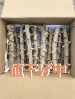 徳之島産キャッサバ苗挿木用苗600本入り 只今値下 2026年最新】キャッサバ苗木の人気アイテム - メルカリ